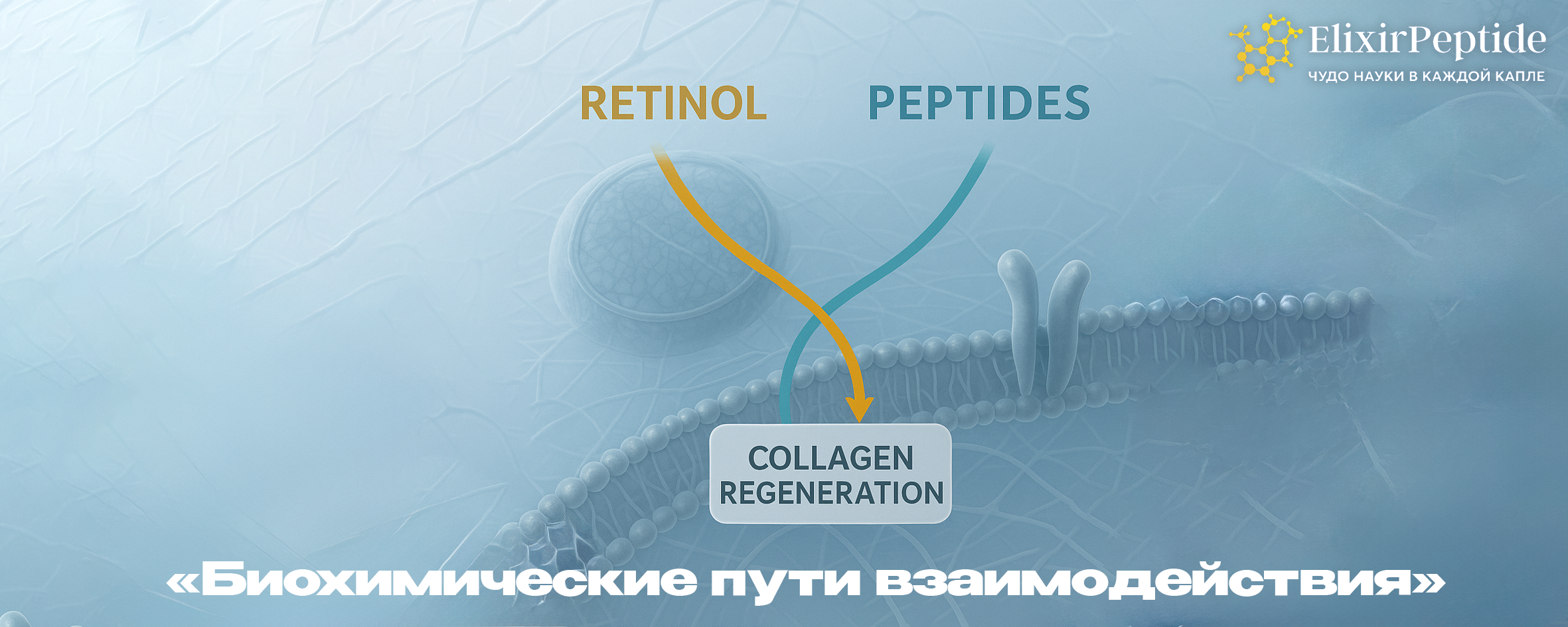 Биохимические пути взаимодействия